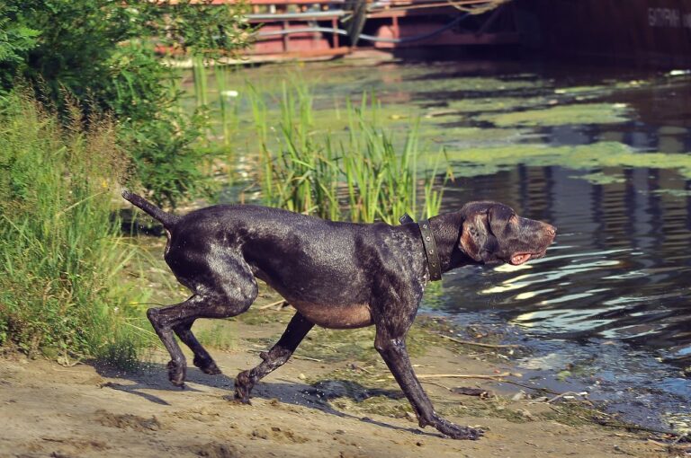 Races de chien de chasse
