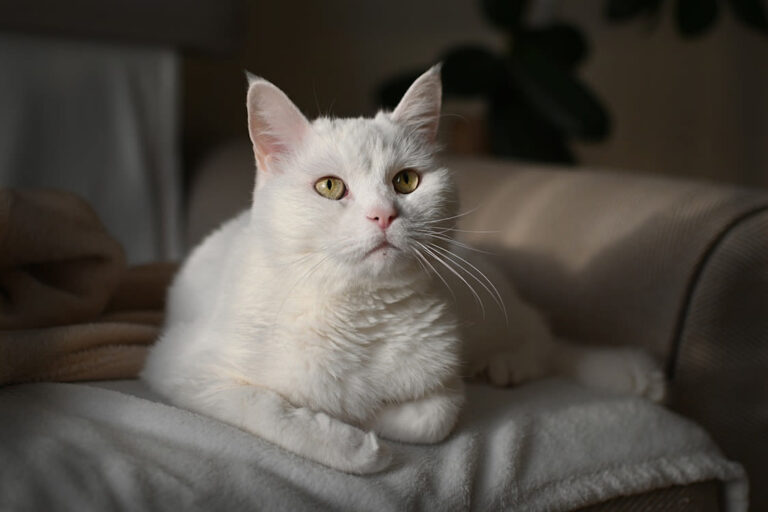 Races de chats d&rsquo;appartement