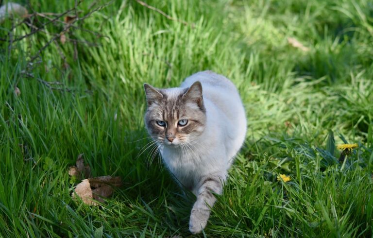 Radiographies chez le chat : pourquoi et à quel prix ?