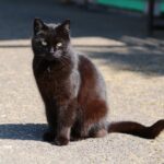 chat noir au soleil