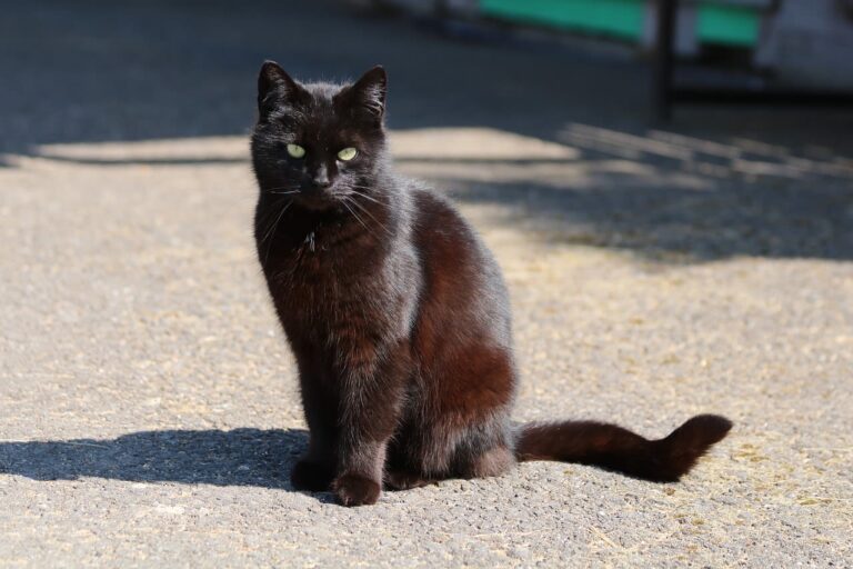 Races de chats noirs