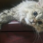 chat poils longs