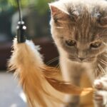 chat qui joue