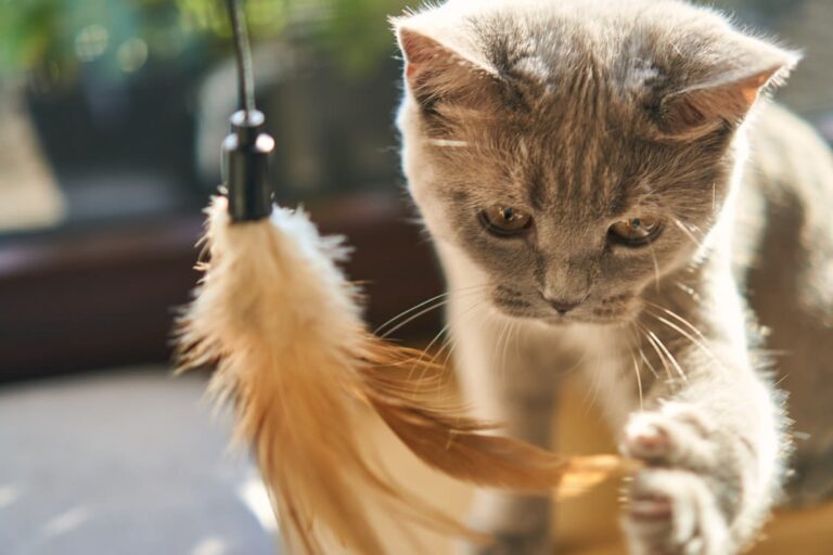 Races de chats joueurs