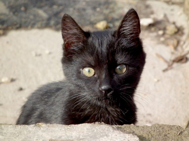 Identification par puce chez le chat : questions réponses