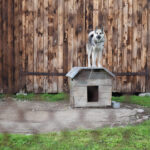 chien et sa niche