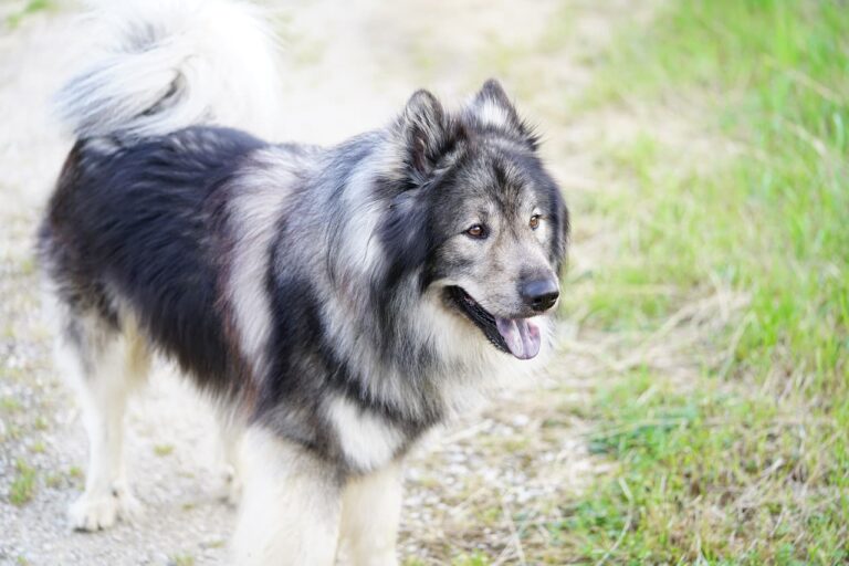 Opération en cas de calculs urinaires chez le chien : pourquoi et à quel prix ?