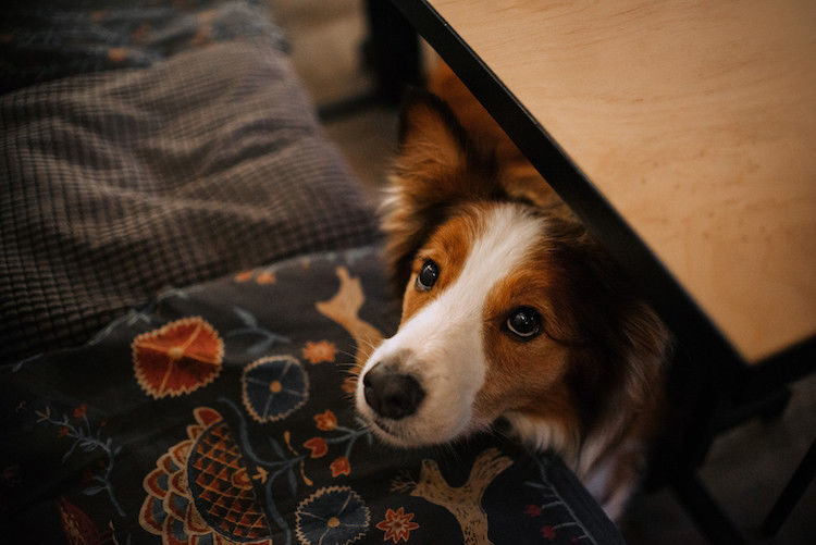 Pourquoi les chiens ont-ils peur des feux d&rsquo;artifice ?