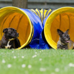chiens agility