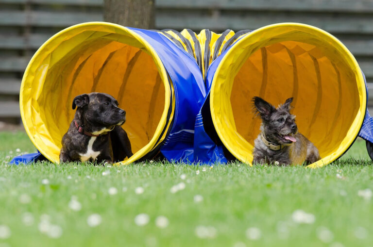 Races de chiens sportifs