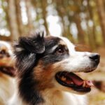 chiens bergers