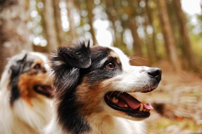 Races de chiens de taille moyenne