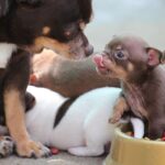 chihuahuas