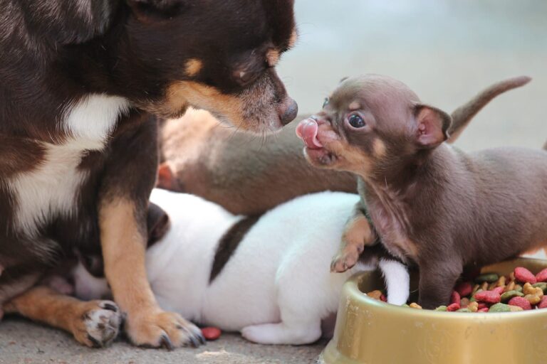 Races de chiens miniatures