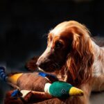 cocker jouet