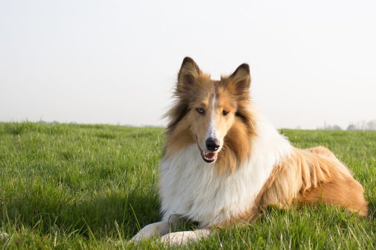 Aspergillose chez le chien : reconnaître et traiter cette maladie