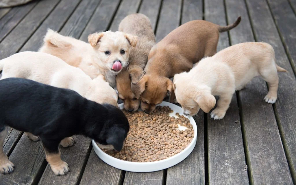 comment-nourrir-un-chiot-L.jpg