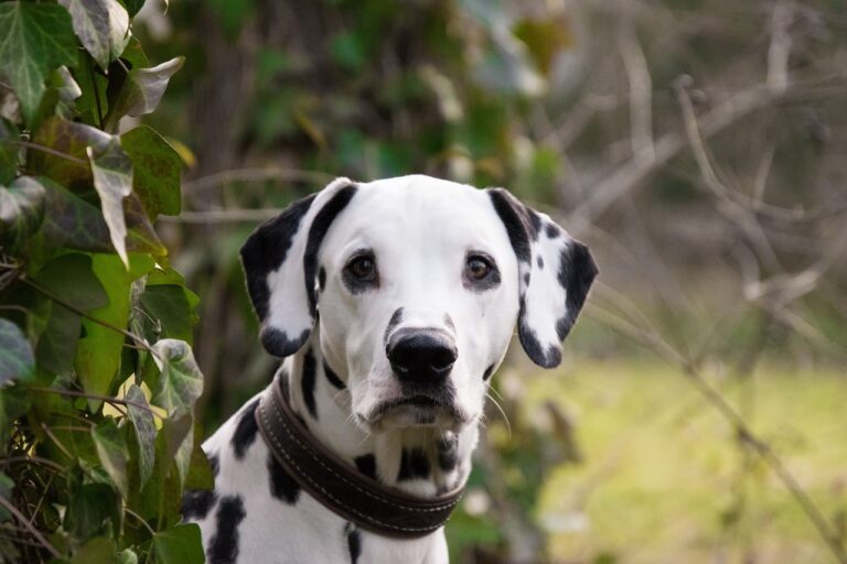 Races de chiens les plus beaux du monde