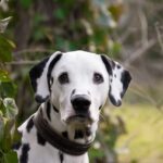 dalmatien noir et blanc
