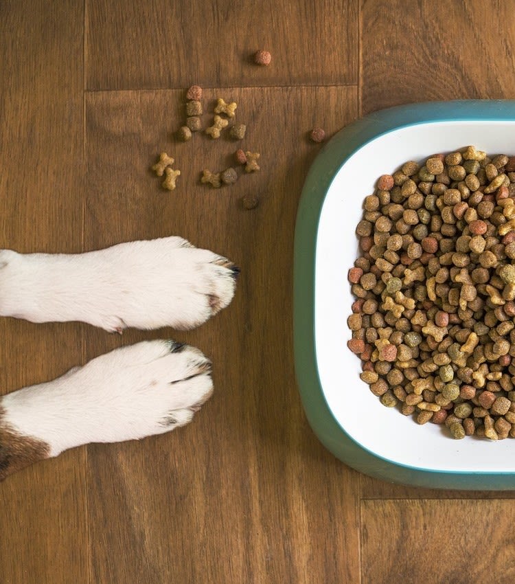 Pourquoi mon chien ne veut plus manger ses croquettes ?