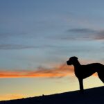 dogue allemand