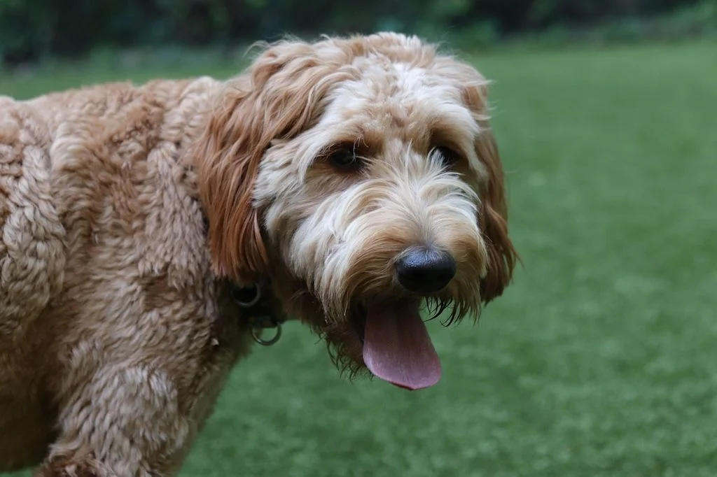 goldendoodle