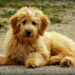 goldendoodle