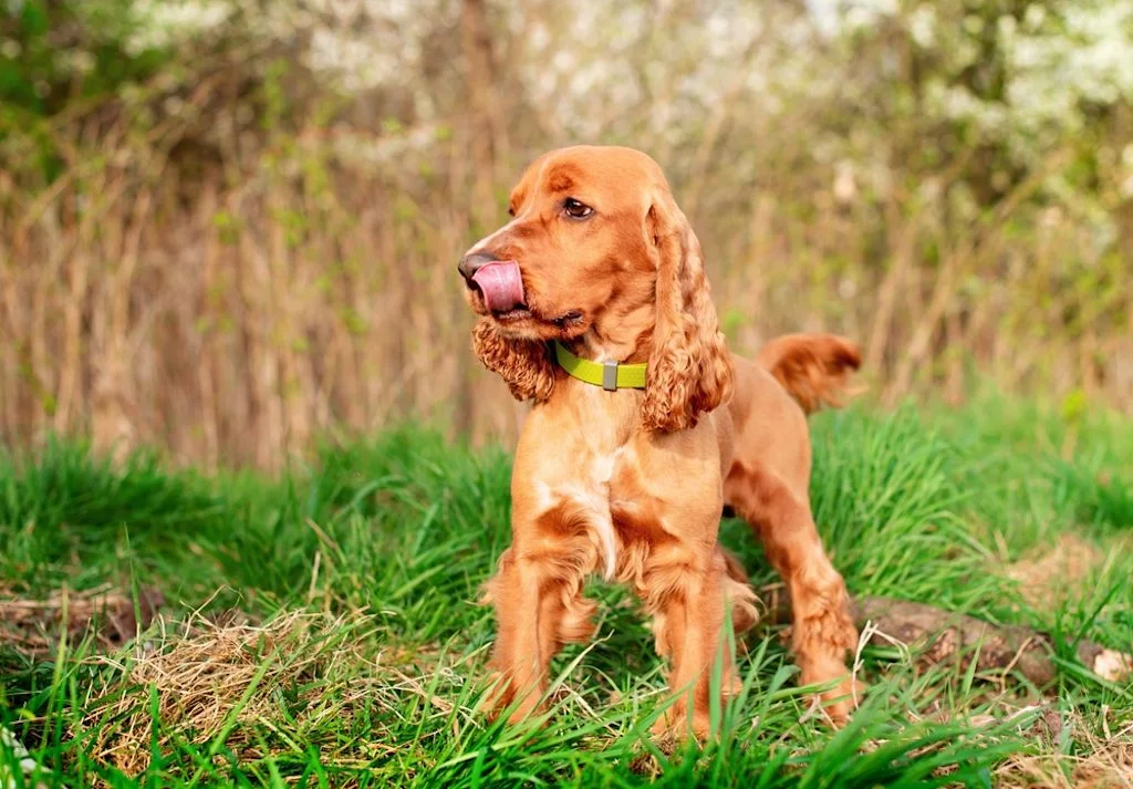 Cocker Spaniel en la naturaleza