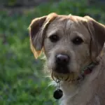labradoodle