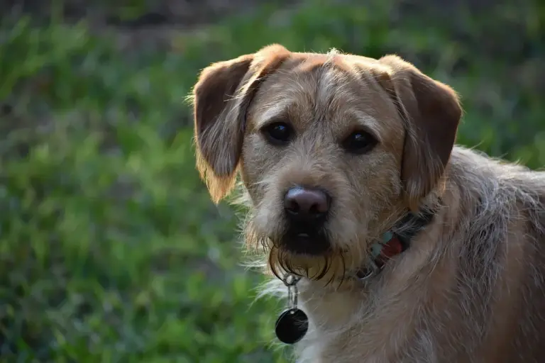 Labradoodle