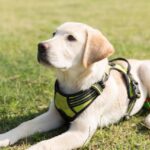 labrador