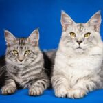 maine coons