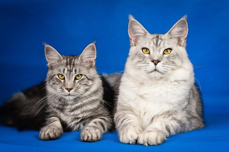 Races de grands chats
