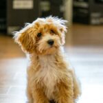 Maltipoo