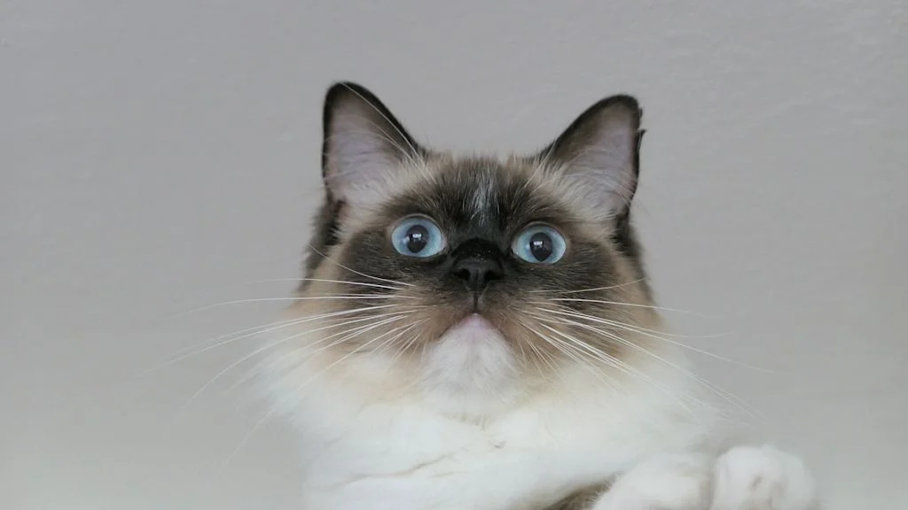 ragdoll