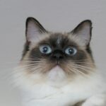 ragdoll
