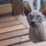 sphynx