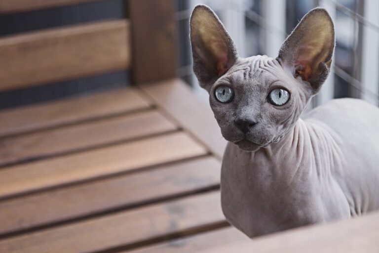 Races de chats sans poils