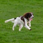 springer spaniel qui court