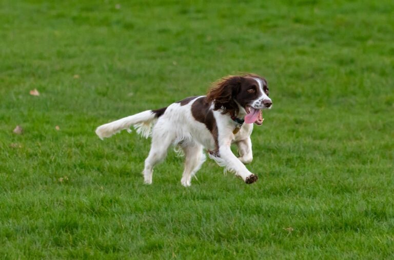 Springer Spaniel