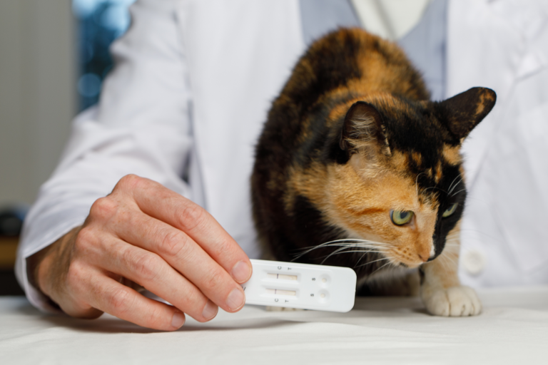 Prix d&rsquo;une analyse urinaire chez le chat