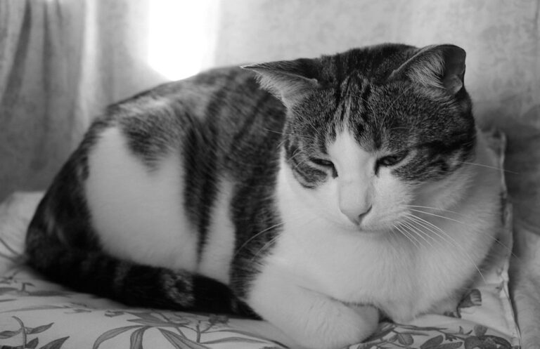 Puces de chat : traitement de la maison
