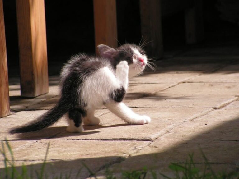 Qu&rsquo;est-ce qu&rsquo;une larve de puce de chat ?