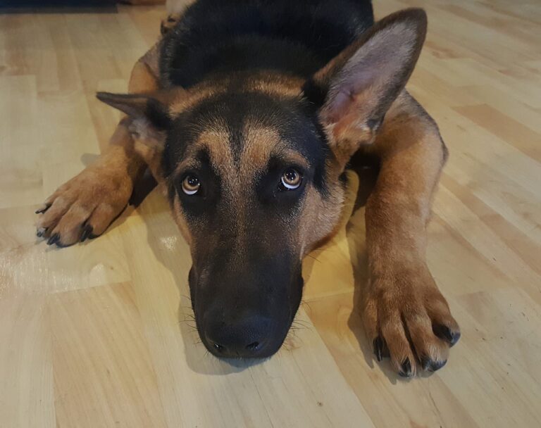 Déroulement et prix en cas d&rsquo;opération de la rate chez le chien