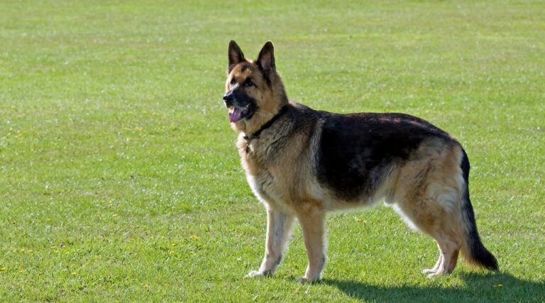 Causes et traitement de la pyodermite chez le chien