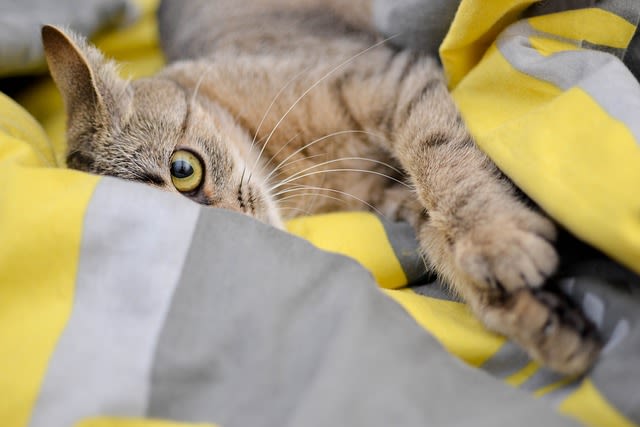 Pourquoi mon chat fait pipi sur mon lit alors qu&rsquo;il est propre ?