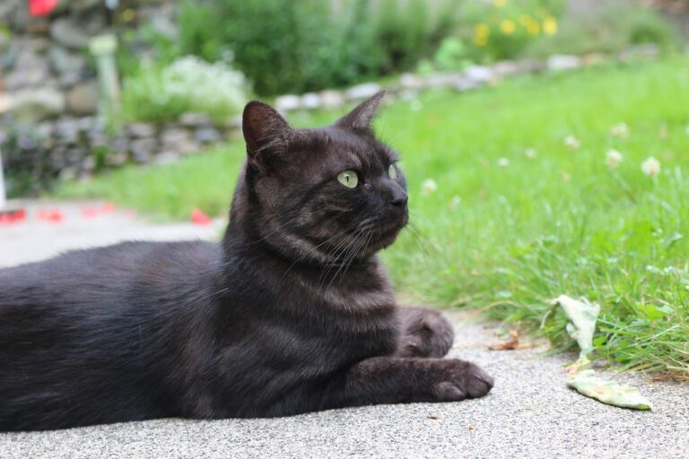 L&rsquo;autisme chez le chat : questions réponses