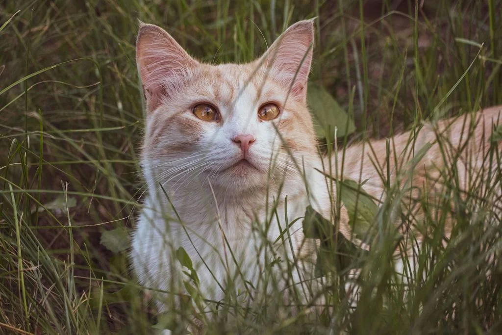 chat louche