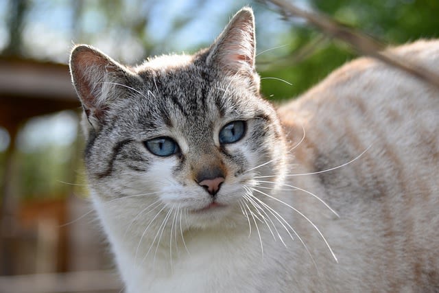 Comment choisir entre un chat mâle ou un chat femelle ?