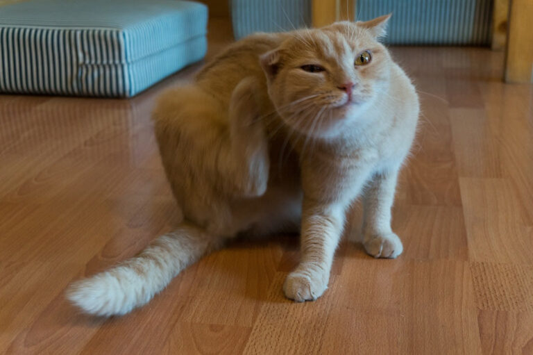 Comment reconnaître une piqûre de puce de chat ?